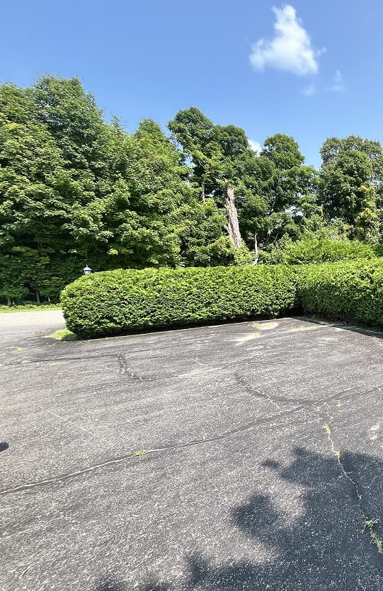 Cedar hedge shaping and maintenance in progress