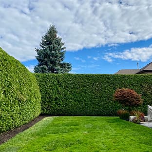 Professional cedar hedge trimming in progress