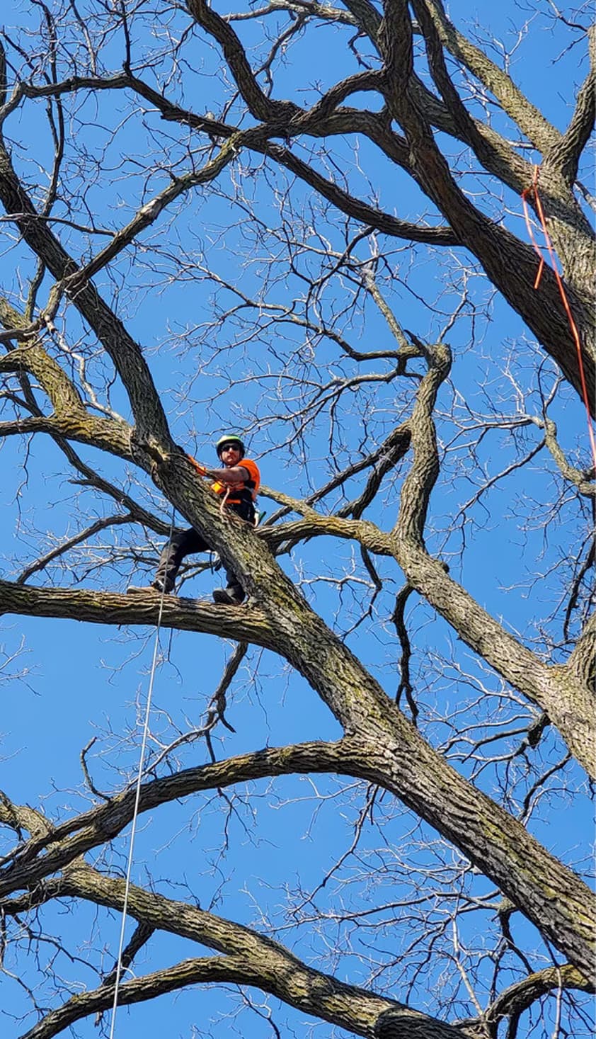 Structural pruning on a mature tree