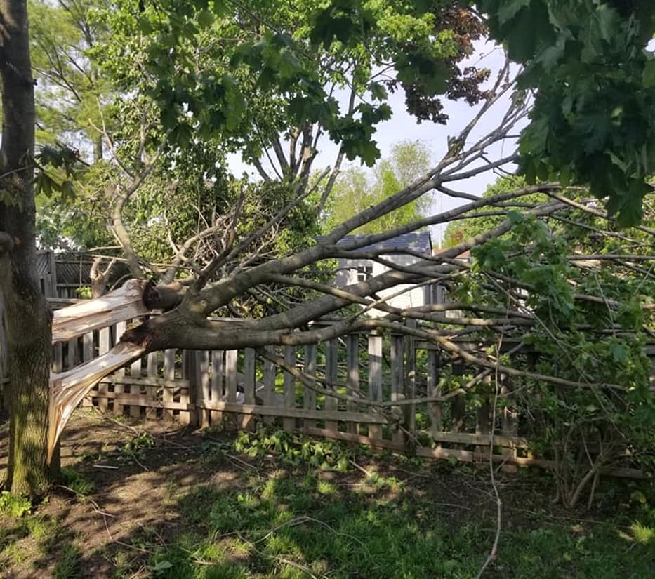 Fallen tree removed from a driveway after severe weather