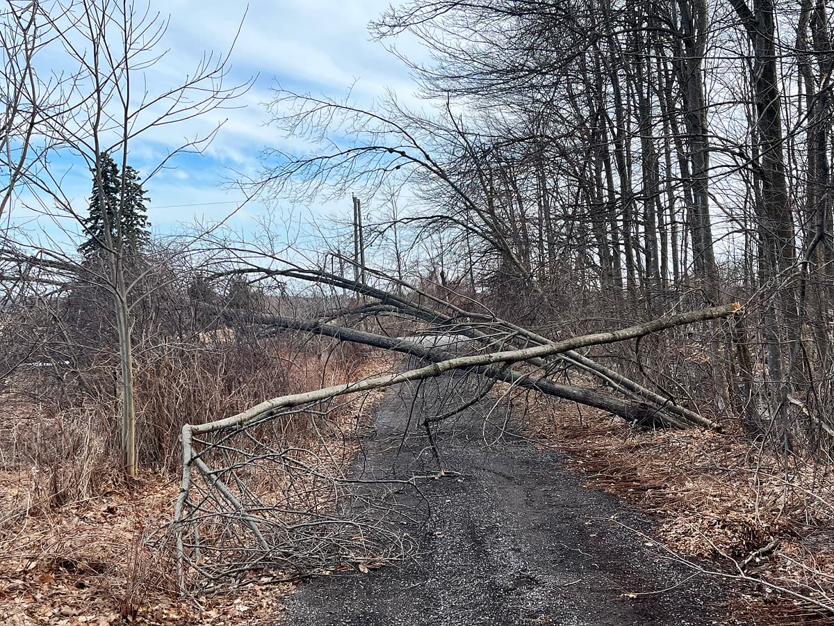 Emergency storm damage tree removal by Stewart Services