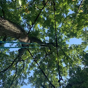 Tree cabling and bracing structural support by Stewart Services