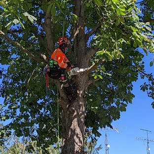 Expert tree pruning and maintenance by Stewart Services